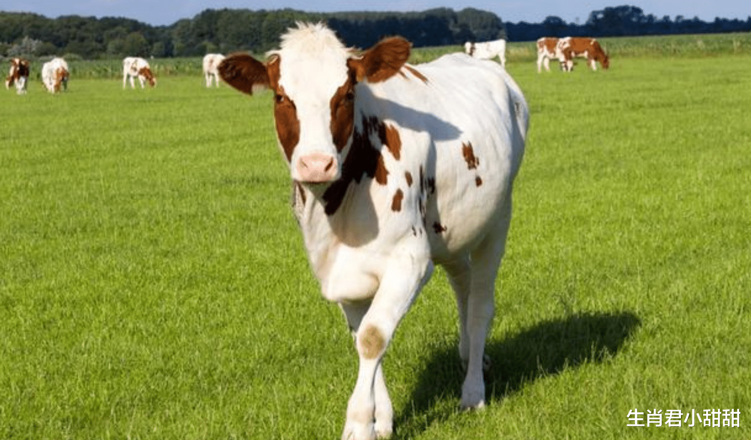 属牛|未来10天时间，属牛人多年奋斗终看到回报，从此不再缺钱花