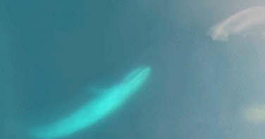 哺乳动物 每天喝400斤奶，长180斤肉，得长成啥样？