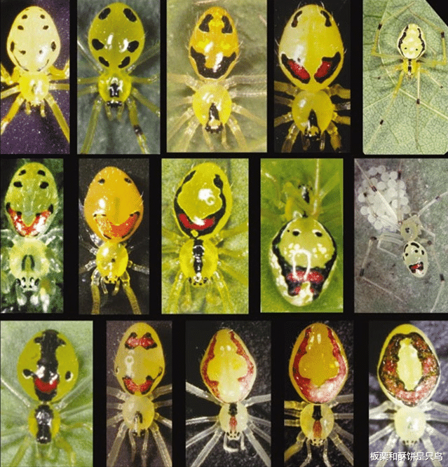 蜘蛛 当蜘蛛长出“人脸”，效果并不恐怖，蜘蛛专家说看到它禁不住笑了