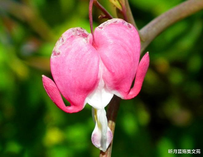 昕月蓝殇美文苑|今生爱上了你，有你一个就足够