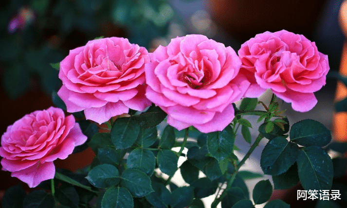 阿笨语录|进入9月，3种花要种起来了，早种早生长，来年开春就开花！