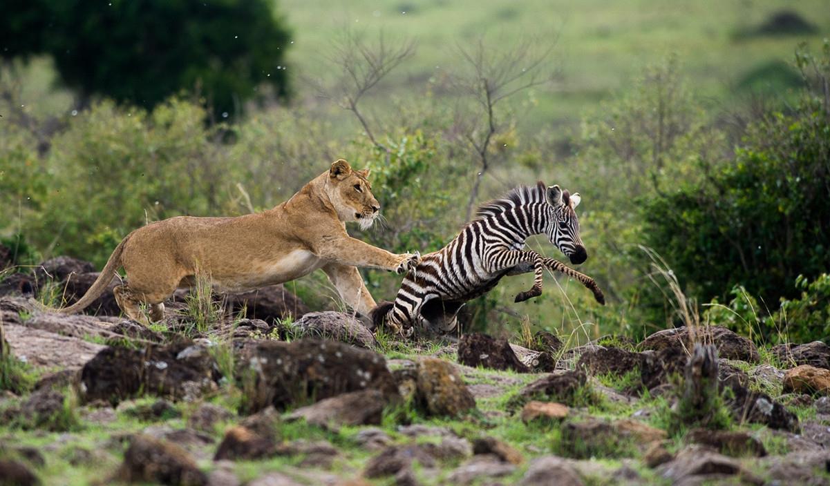 |人类离不开盐，动物难道不需要盐分吗？原始人又如何获得盐分？