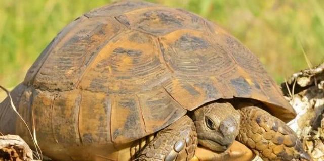 文物|老人钓到一只背后插着4支箭的“乌龟”,经鉴定:这一杆价值18亿