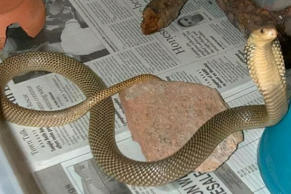 眼镜王蛇 世界上最毒的眼镜蛇，比眼镜王蛇还要恐怖？为何却说它毒不死人？