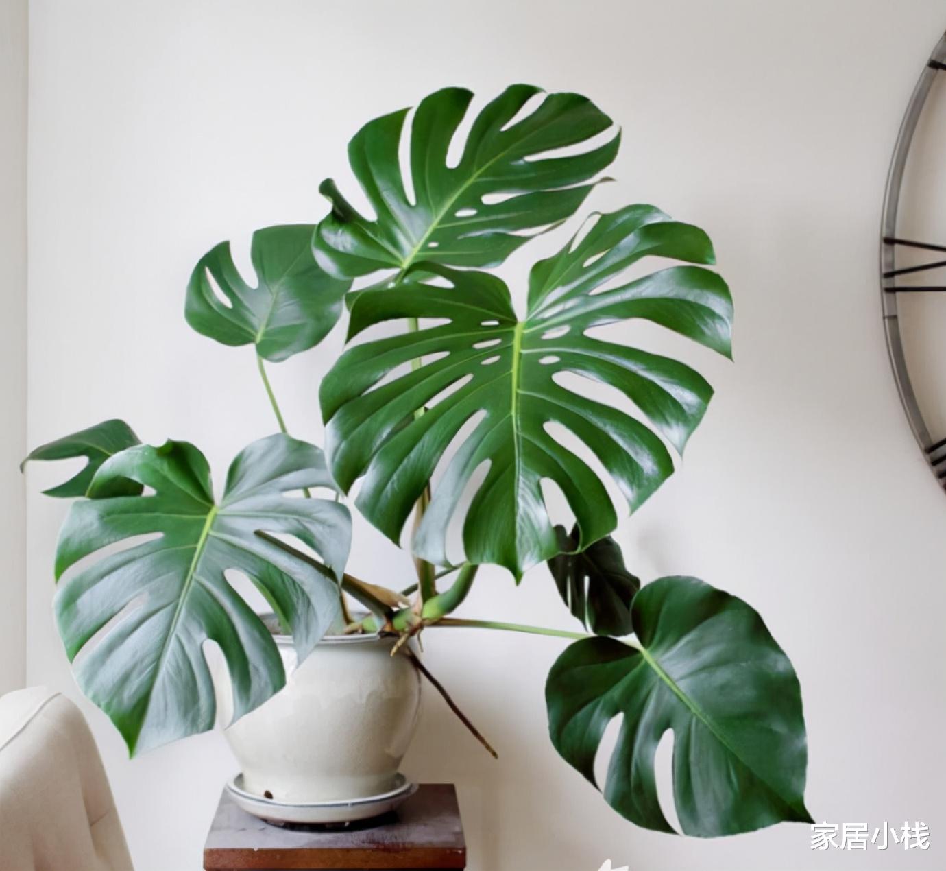 打造北欧风家居风格,不可忽视绿植的存在,这8种盆栽可以试试