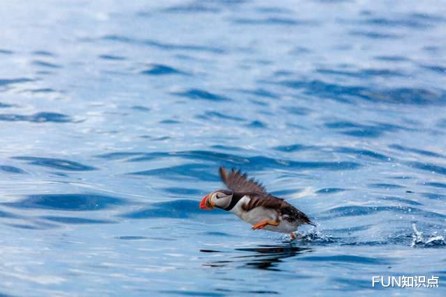 北极 上可飞天，下可潜水，生活在北极的“大企鹅”是什么来头？