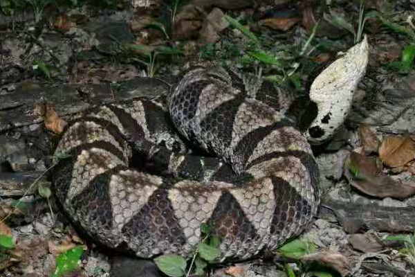 月球 威风凛凛的五步蛇，永远都是昂首挺胸，确实有它骄傲的资本