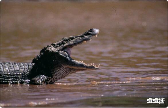 食人鱼 食人鱼可怕吗，为什么没有在亚马逊河泛滥？
