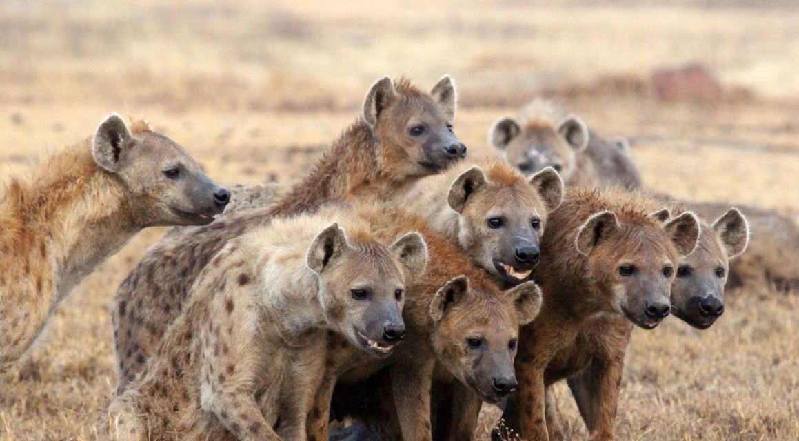 基因 世界上交配时间最长的动物，单次可持续8小时，名字很多人都不认识