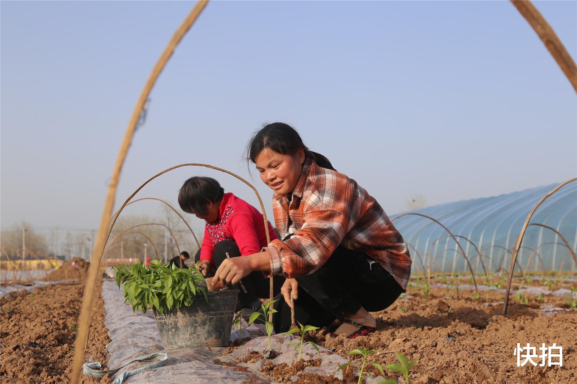 快拍 安徽大娘农田打工手拿小铁铲,称日栽千棵苗全靠它,看看长啥样