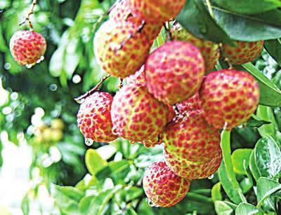  32个“稀奇古怪”的吉尼斯纪录，看完感觉又长见识了