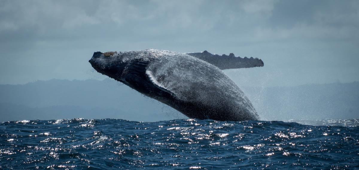蛋白质 被称作哺乳动物的鲸鱼，完全适应海洋环境，为何呼吸方面没有进化