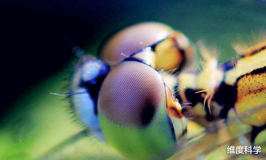 SpaceX 蜻蜓才是飞行界的“王者”！360度随意转向，还能飞过印度洋