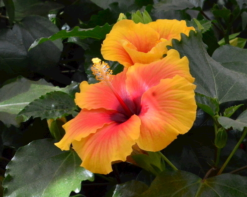 星临天下|到了7月底，4属相运势上涨，桃花朵朵，生活喜气洋洋