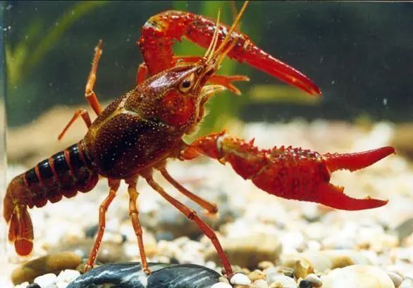 磐安快报 洗了回小龙虾，一女子直接洗进了医院