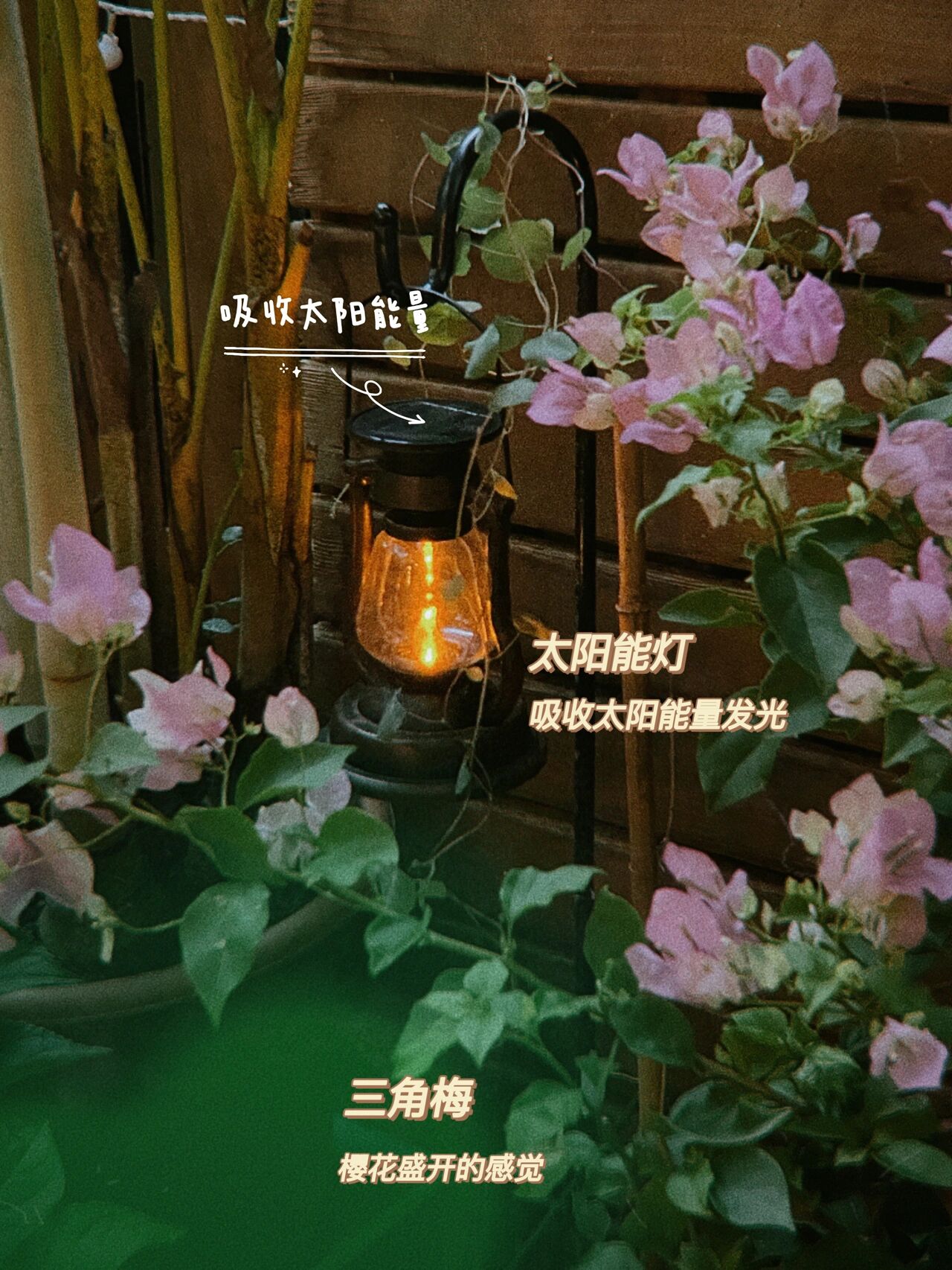 |坚持买了，郊区67㎡一楼带院子的房子，过养花养狗的神仙日子