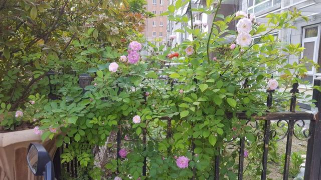 |不顾反对买一楼送院子和地下室的房子，装修完太棒了，老公真明智