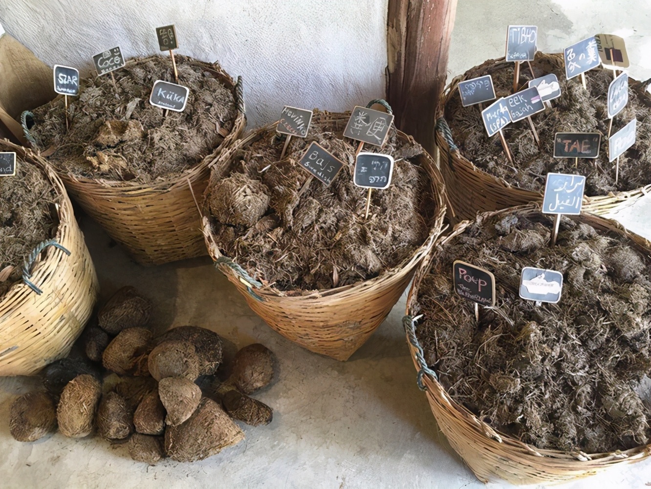 大象|11个大象你不知道的冷知识