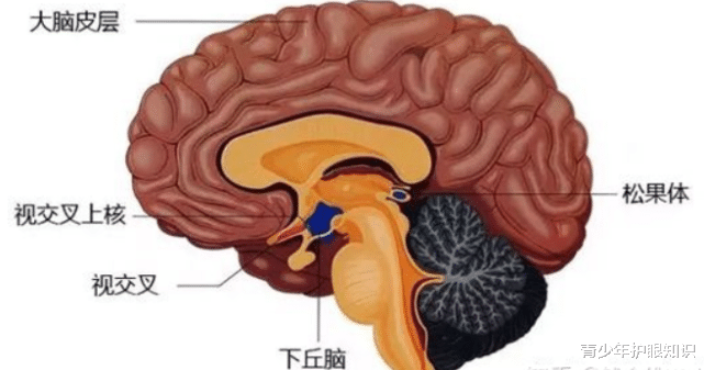 青少年护眼知识|研究表明：每少睡2小时近视加深25度！睡得越晚越容易近视，越近视的人越容易有睡眠障碍