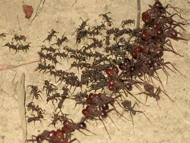 哈勃 天生的战斗民族，人类应该庆幸与他们不在一个维度