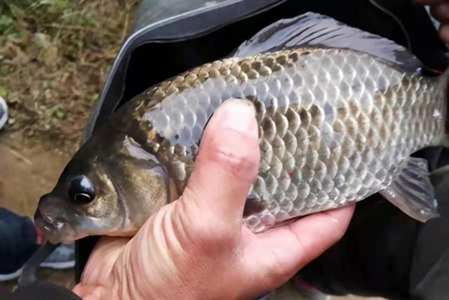 饵料|三伏天太热，庆幸我有这套鲫鱼钓法，20年老司机：上鱼不要太快