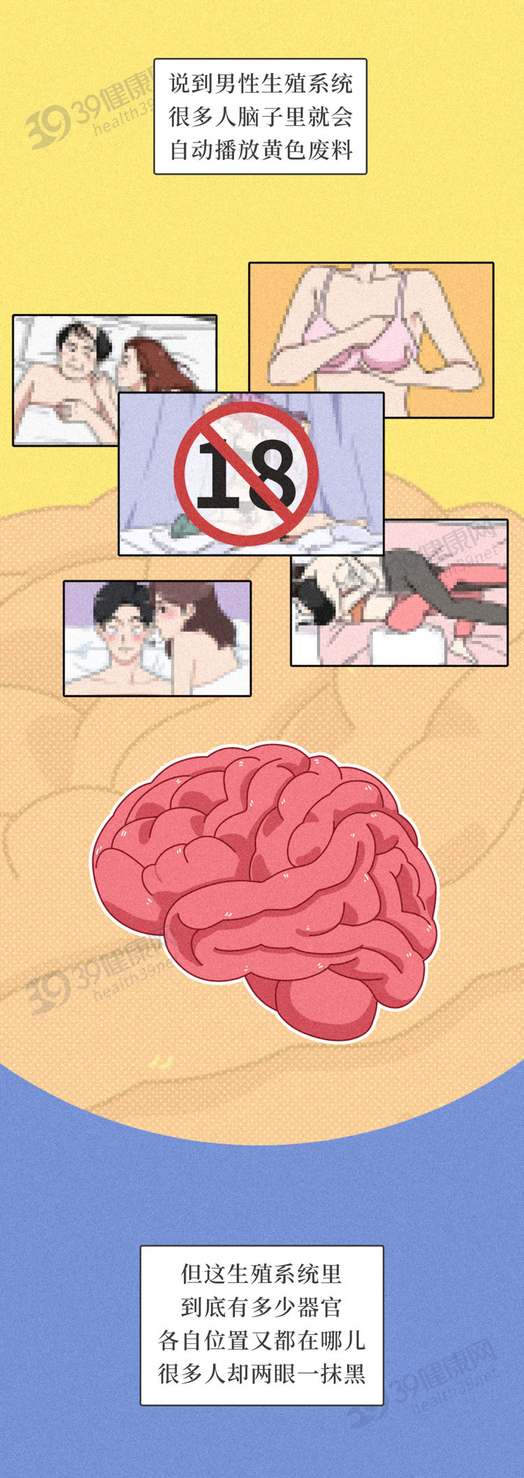 39健康网|男性的生殖系统，你真的了解吗？包含哪些器官？都有什么功能？