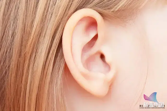 咳嗽|为什么打呼噜的人，不会吵醒自己？原来都和\它们\有关