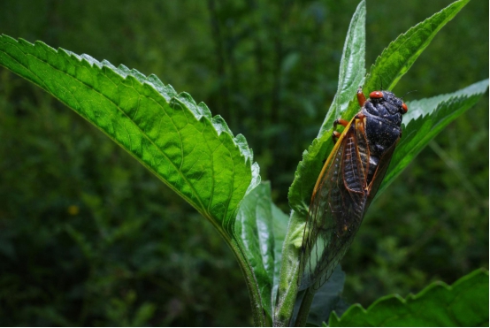 昆虫|埋藏17年后，数亿只蝉破土而出，美国人为何不怕蝉？
