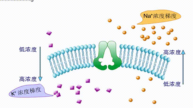  初中生物：中学生物精美动图GIF，边看边学！
