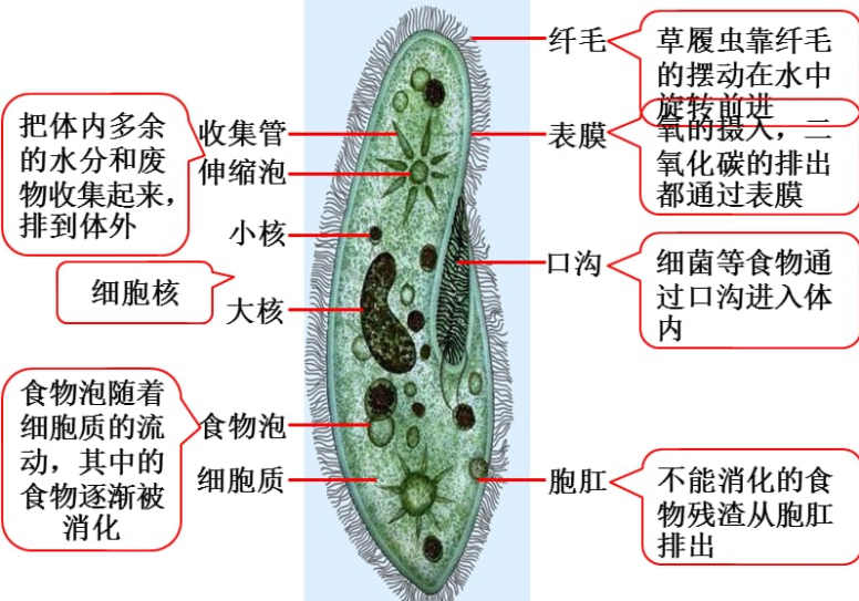 裂变|关于草履虫的种类以及生存状态