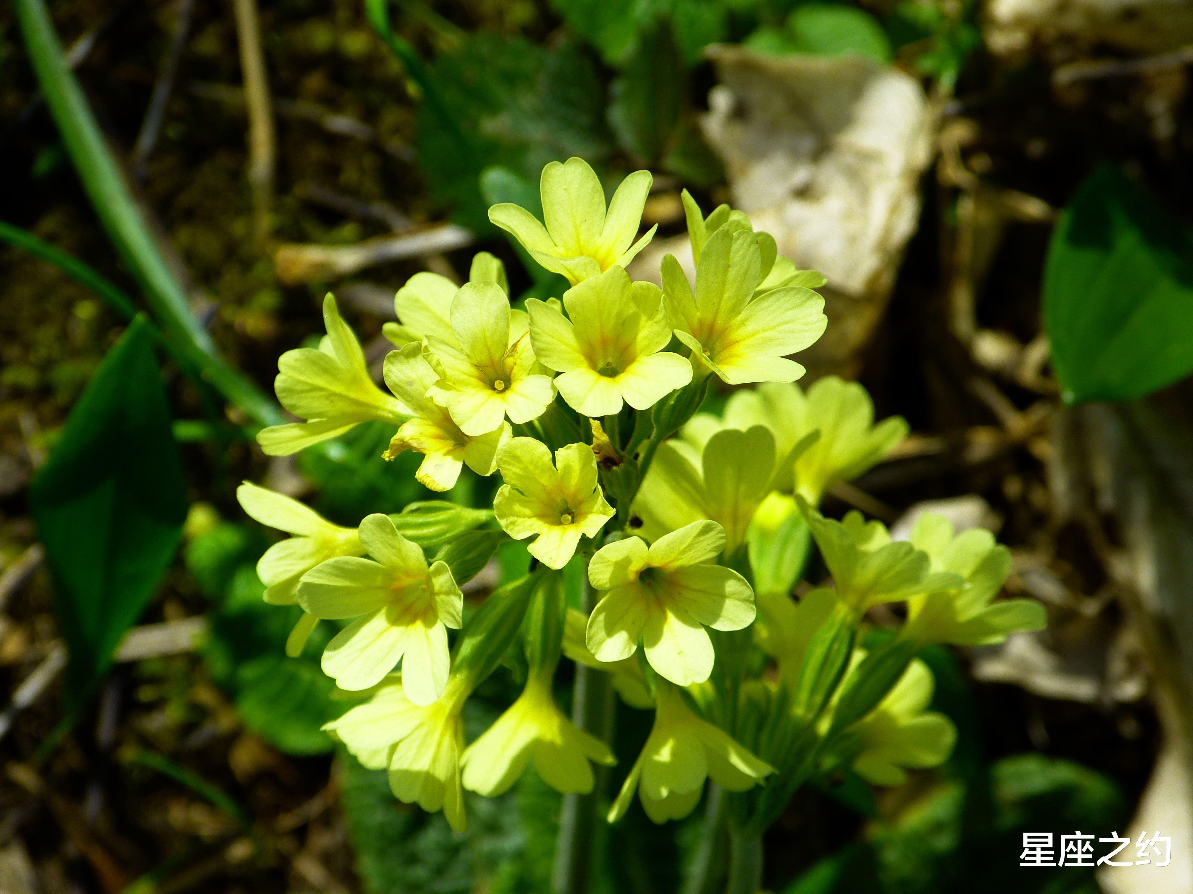 星座运势|2月15日星座运势：金牛积极主动，狮子抓住机遇，摩羯迎接挑战