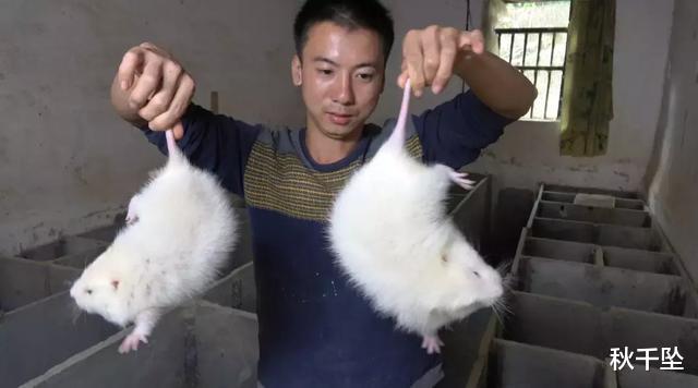 行星 华农的竹鼠们