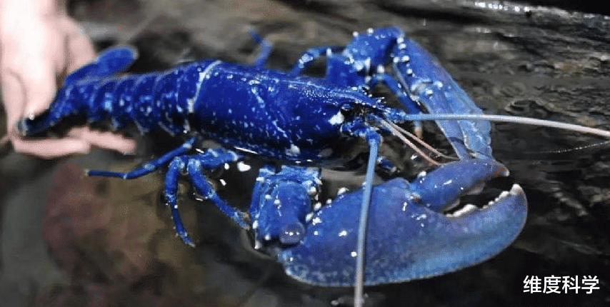 基因 龙虾有可能“永生”，凭什么人类不行？专家：人体缺少这种酶！