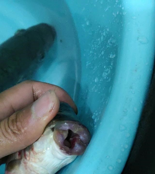 鲫鱼|珠江里还有这种鱼？广州钓鱼人钓起罕见“鲫鱼”，鱼肉像橙肉