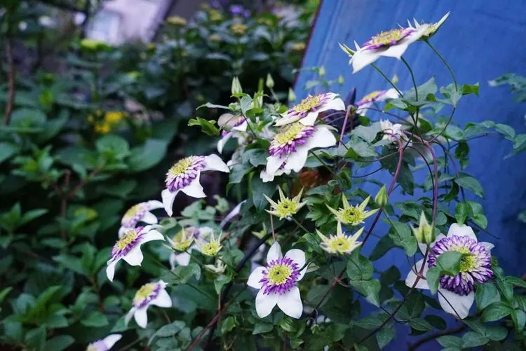 |80㎡露台“造花园”，生活在自己打造的花园里，每天都像在度假