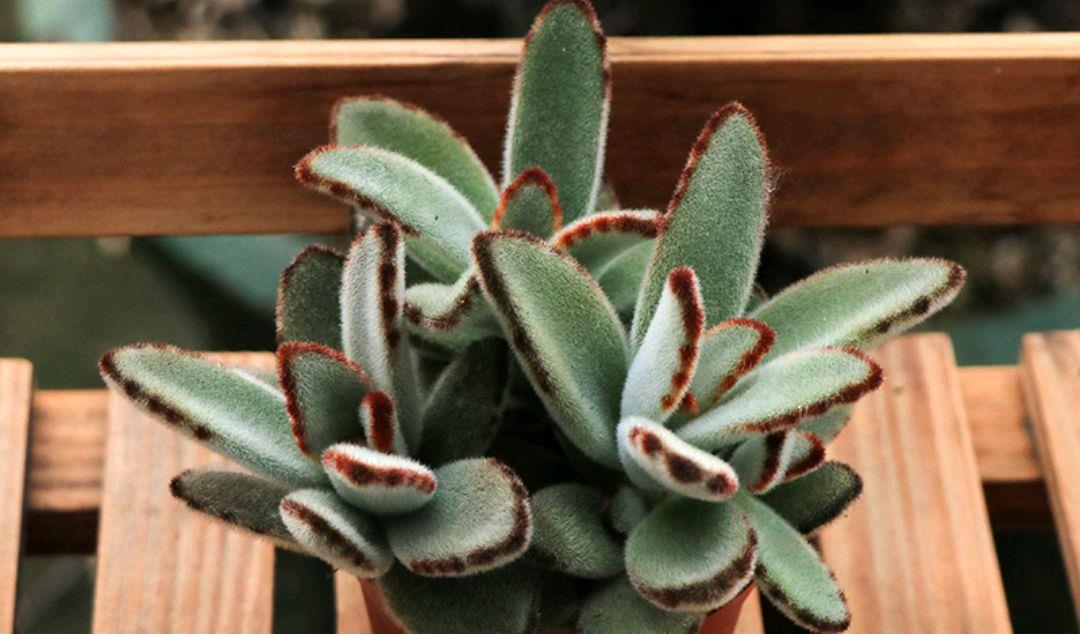 园艺印象|多肉兔耳系列个个高颜值，尤其月兔耳最惹人喜爱