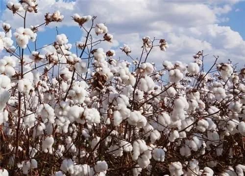 棉VS麻，这次我选麻！为什么？看完你就知道！