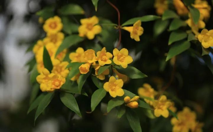 植物|闻香识花之法国香水