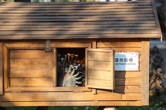 空调|树屋、阳光房、空调、地暖……这里的动物们过冬无忧！