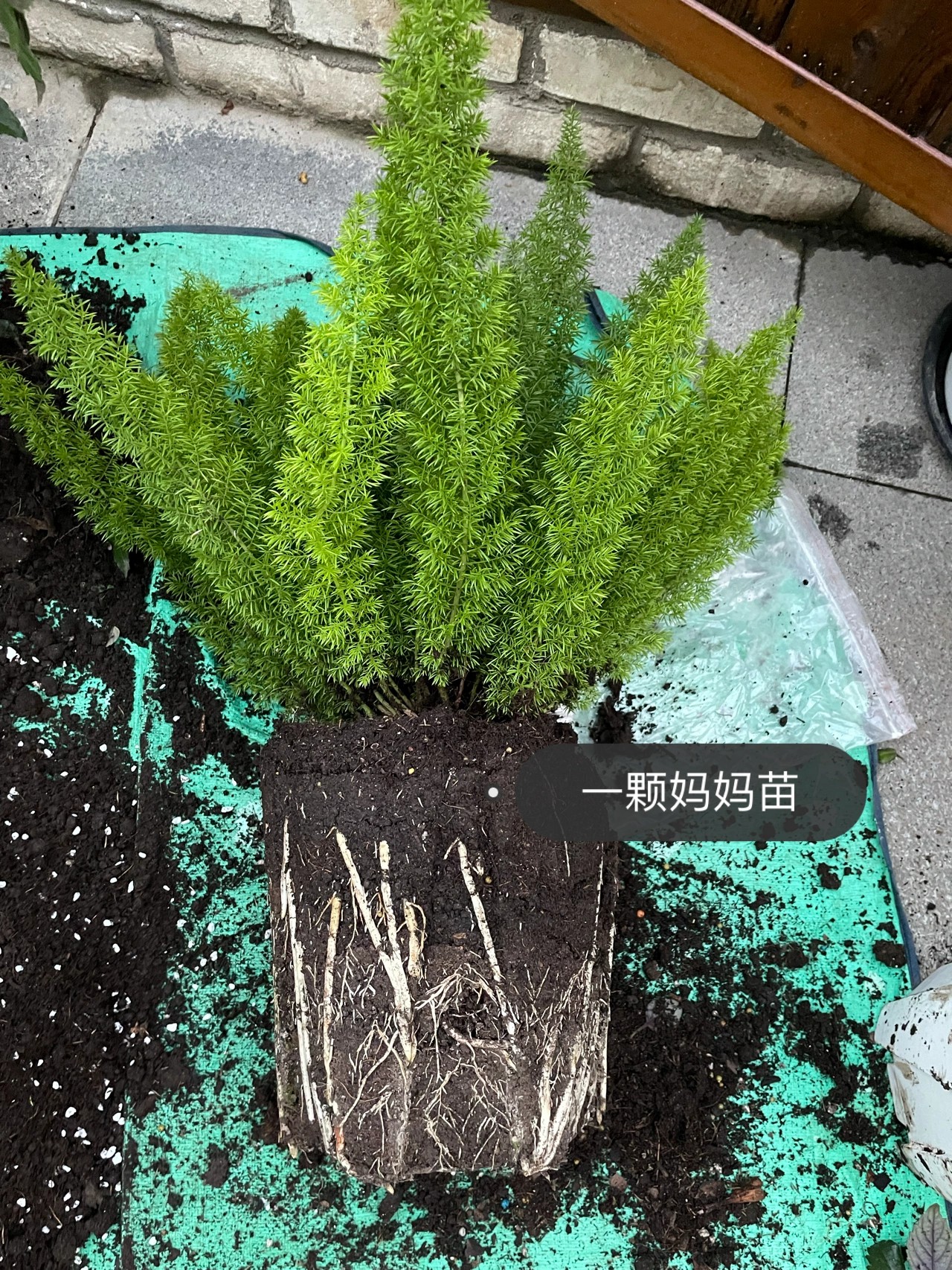 ?6万不到,改造72㎡现代庭院花园,教你做一个低维护的懒人花园