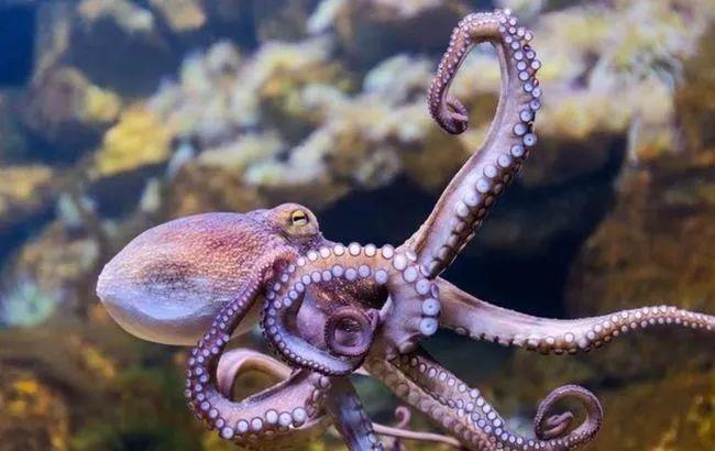  拥有9个大脑的章鱼智利也不差，为什么没在地球上发展出文明？