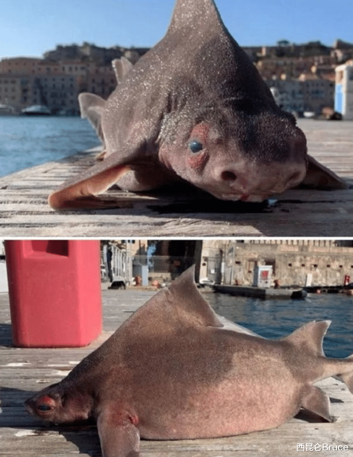 鲨鱼 意大利发现史前生物？猪面鲨鱼身的“猪鱼”，到底有什么神秘之处