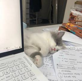 桉月|表情包：小猫咪萌吧