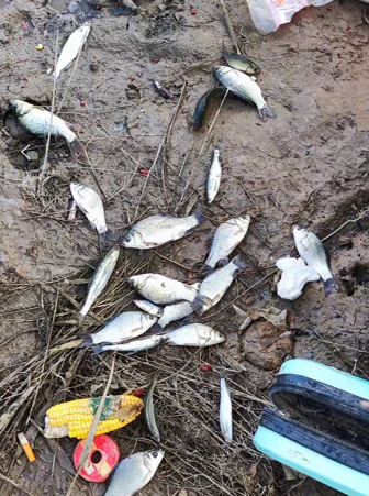 饵料|蓝鲫的最好替代品蓝鲫X5，你用过么？腥香版，寒冬单开带你看效果