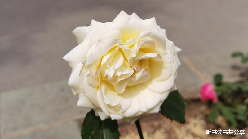 听书读书共分享 月季花开北京城，万紫千红竞风流