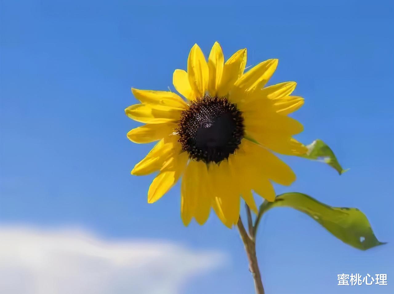 蜜桃心理|当你到了晚年，一定要给自己留下这些“底牌”，人生会越走越顺