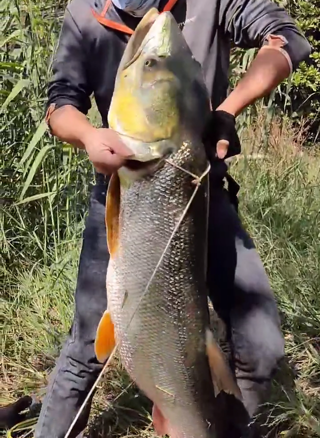 江苏省|79斤淡水之王不敌一鱼镖？江苏网友晒出巨型鱤鱼，疑似是鱼镖所打！