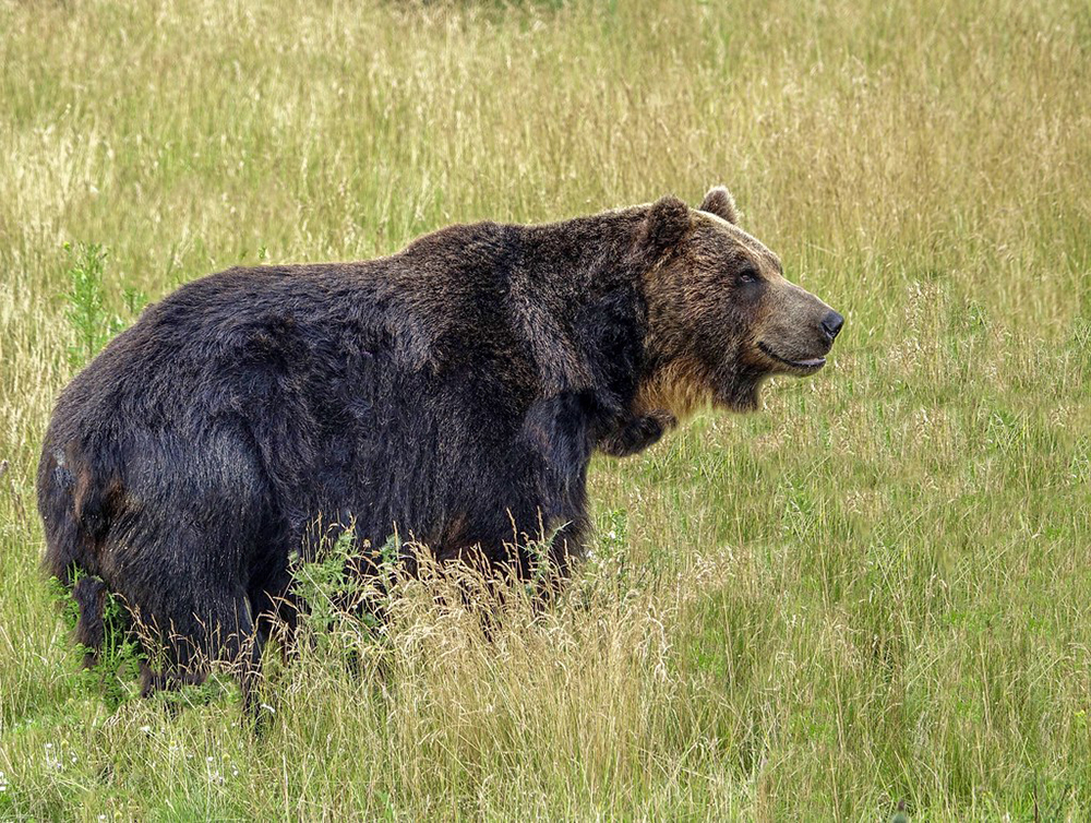 基因 狼群是老虎的天敌吗?从俄罗斯的情况来看,恰恰相反