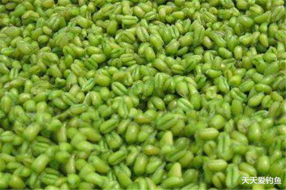 |小满鱼漫塘、芒种鱼忙碌，小满到芒种，钓鱼注意换招数