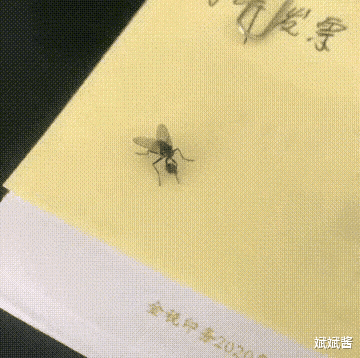 钻石|没了脑袋还能存活的8种动物，章鱼9个脑袋，一只无头鸡活了18个月